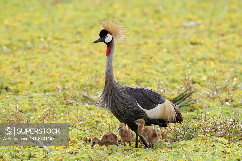 East African Crowned Crane and chicks in a marsh Masai Mara