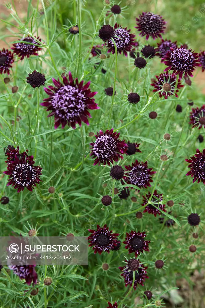 Scabieusia 'Chile Black' in bloom in a garden