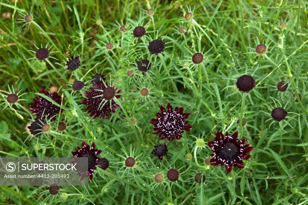 Scabieusia 'Chile Black' in bloom in a garden