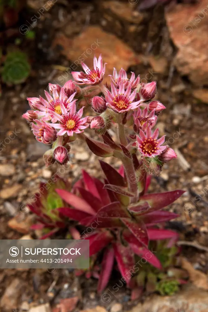 Sempervivum 'Blazing star' in bloom in a garden