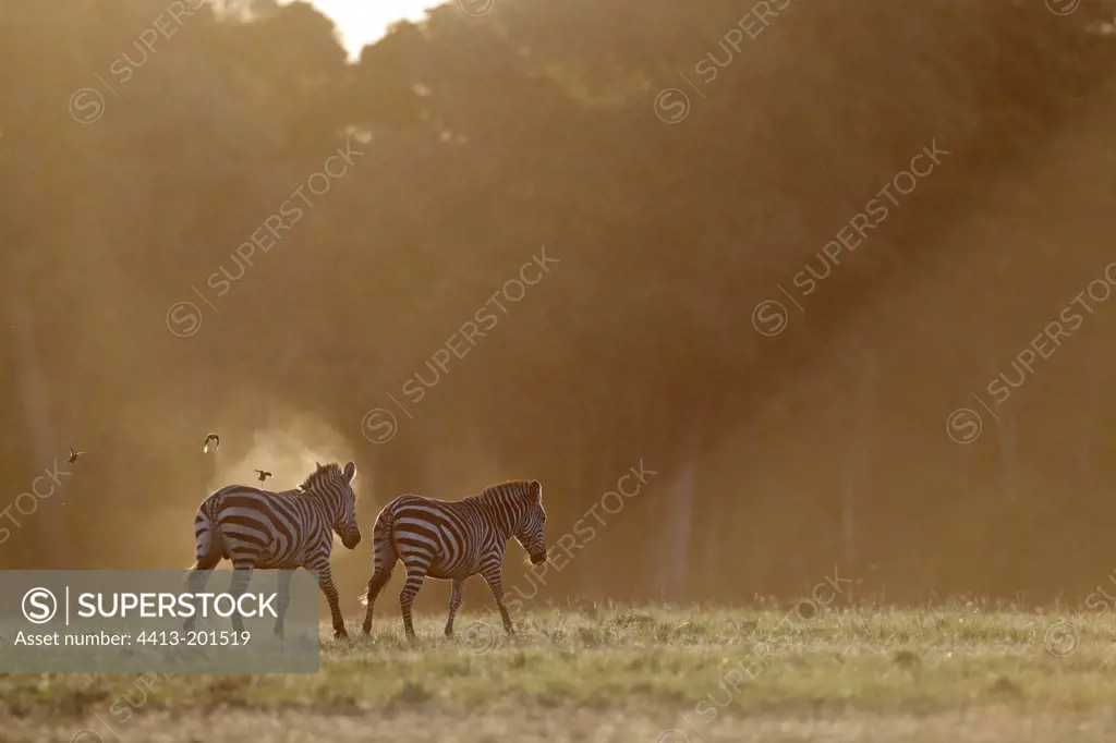 Grant's zebras walking in the savannah Masai Mara Kenya