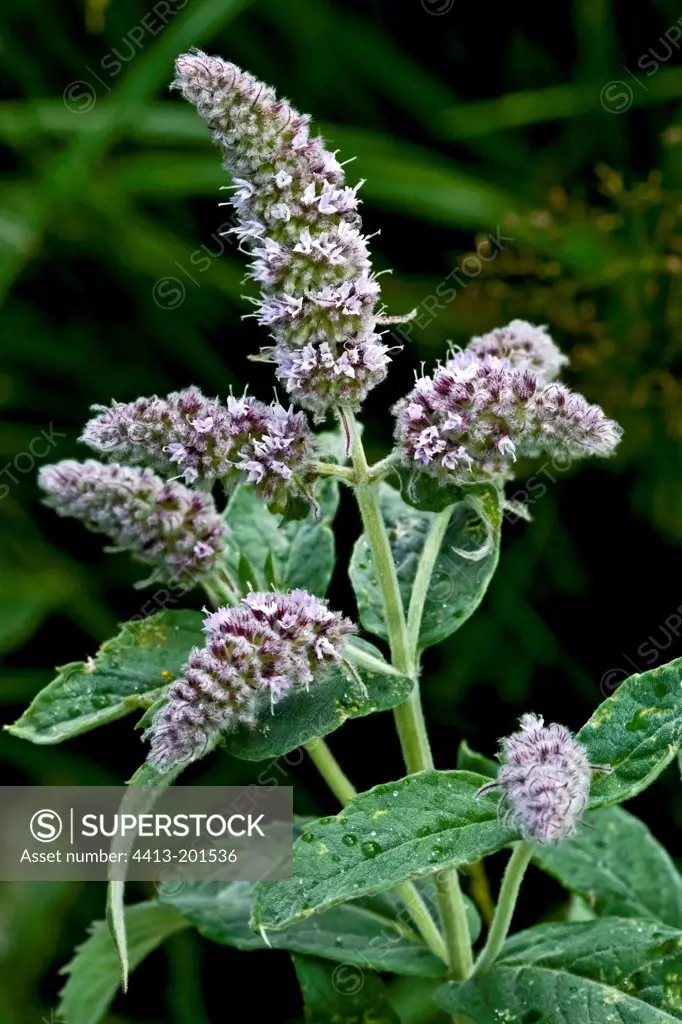 Scots mint flowers Pyrenees Catalonia Spain