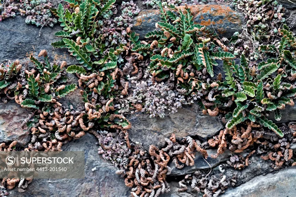 Rystyback fern and Stonecrop on a wall Pyrenees Spain