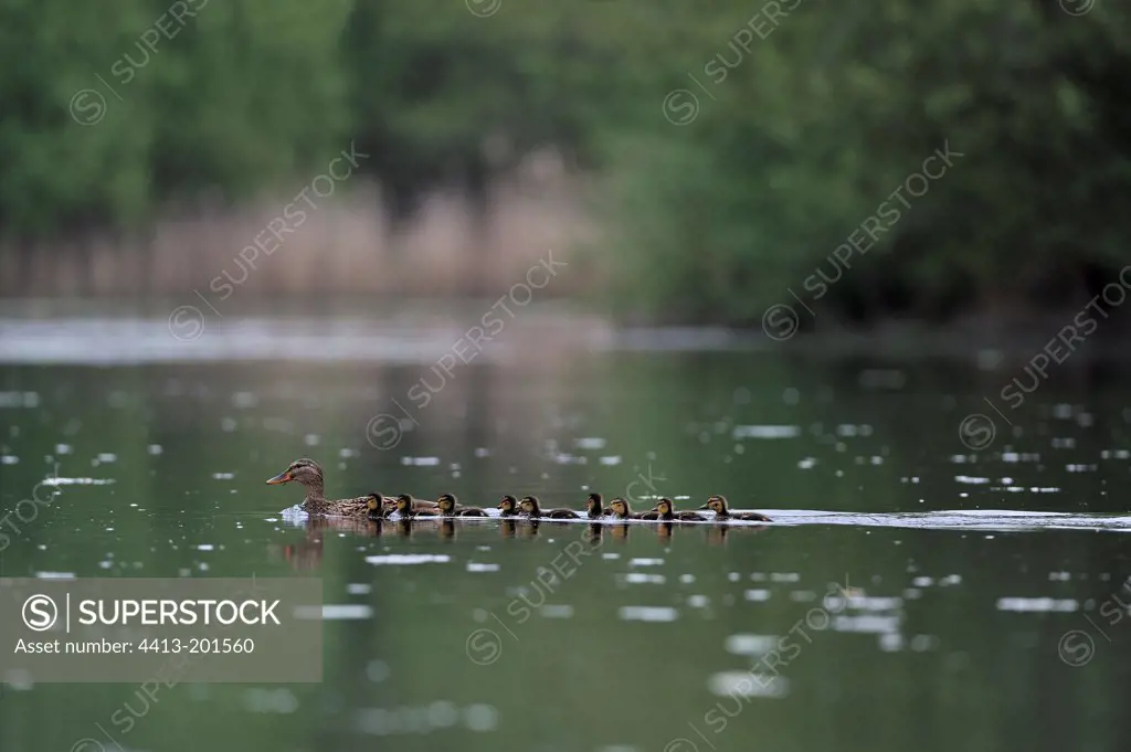 Mallard duck and ducklings on a pond Touraine France