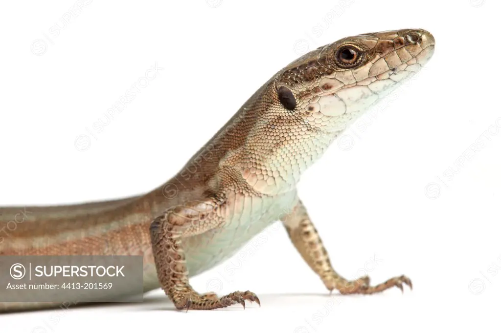 Portrait of Wall lizard on white background