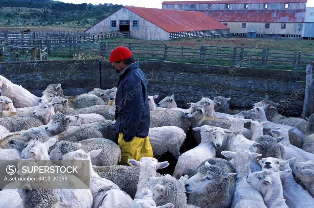 Shepherd in the middle of a herd of sheep in an enclosure
