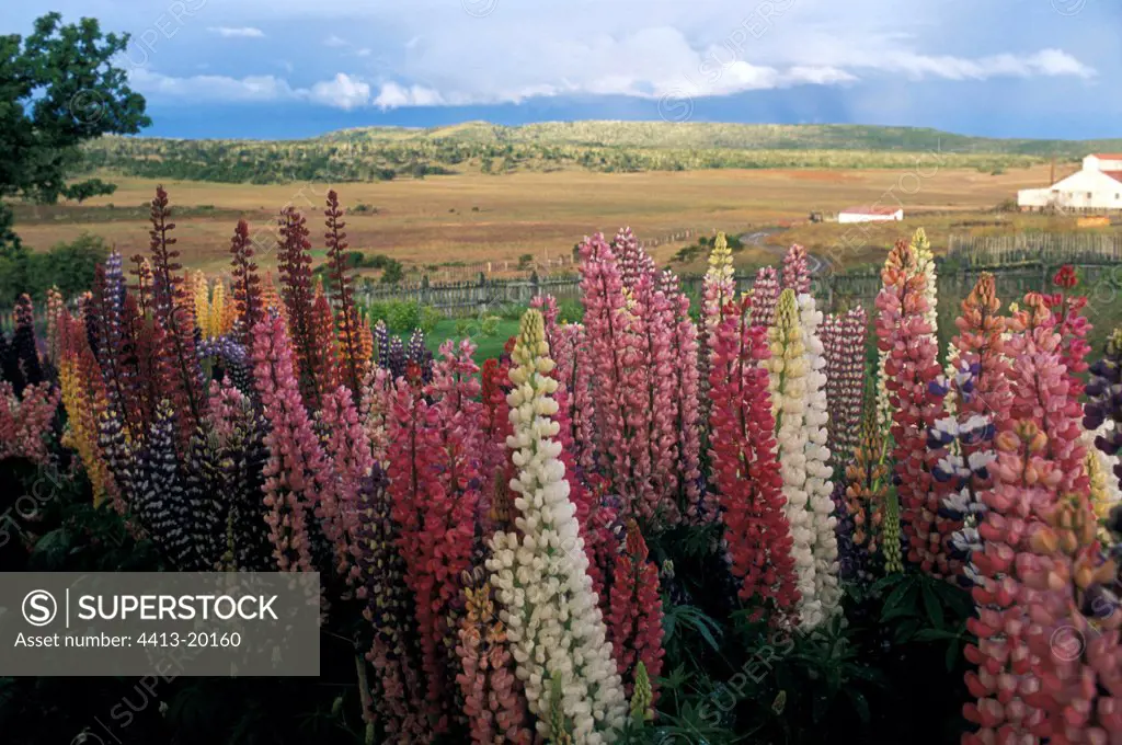 Plants in flowers and landscape of Patagonie