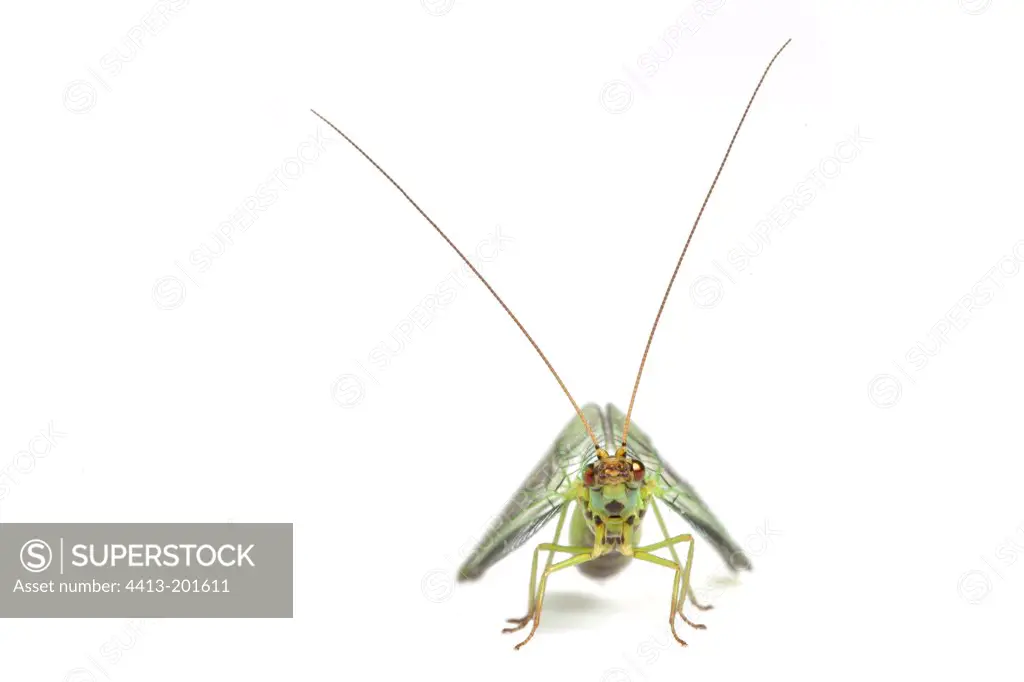 Green Lacewing face on white background