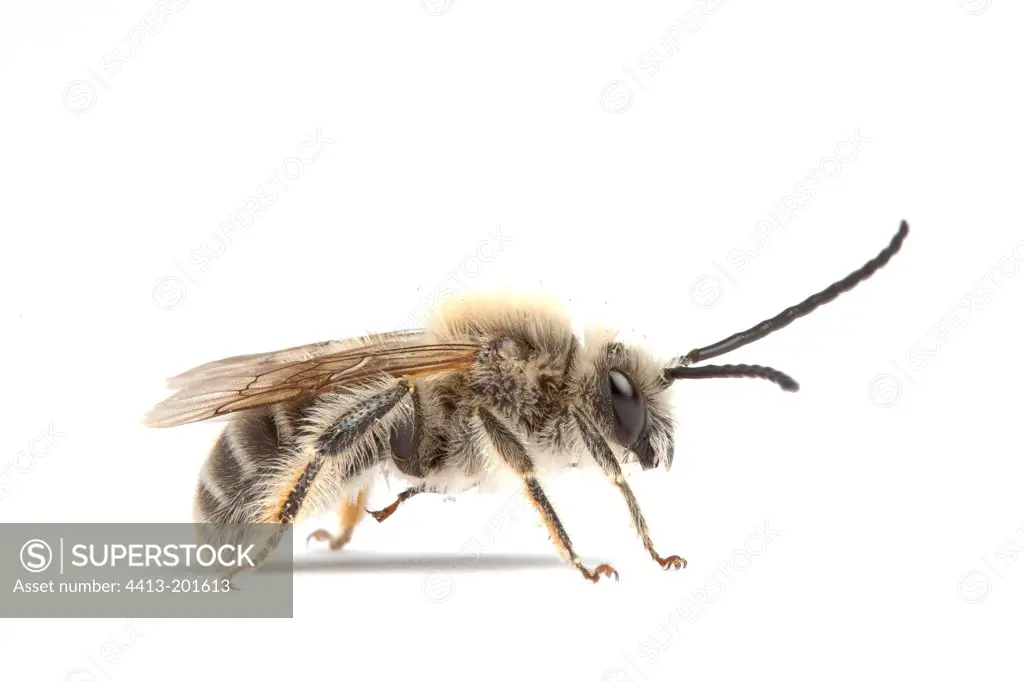 Long-horned Bumble Bee profile on white background
