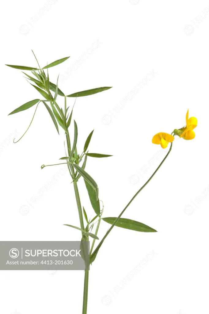 Meadow vetchling flowers on white background