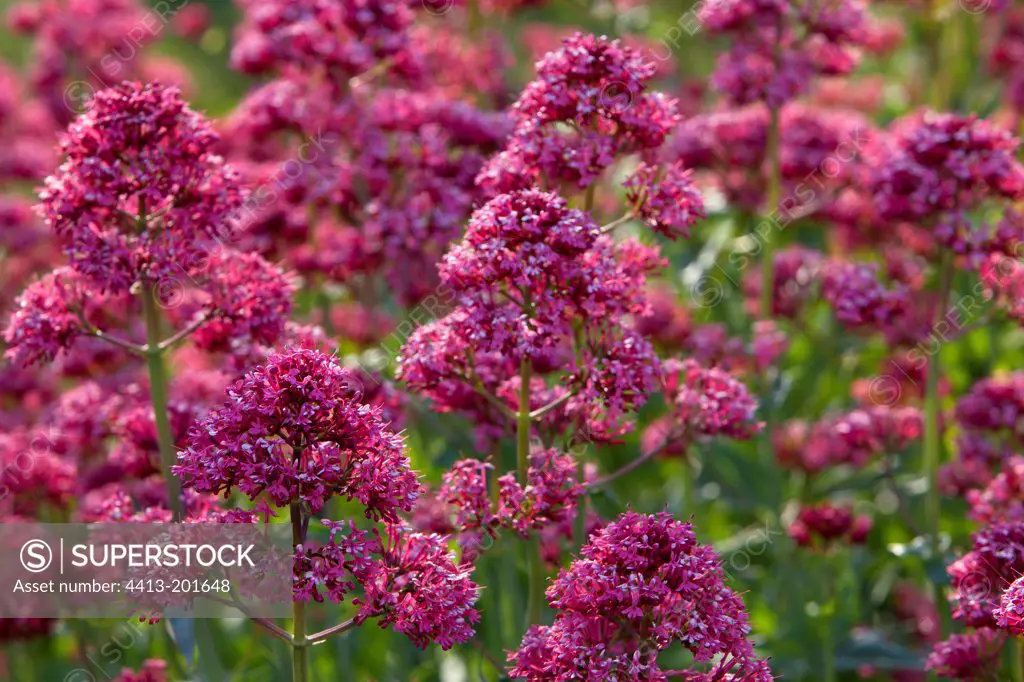 Red valerian flowers Provence France