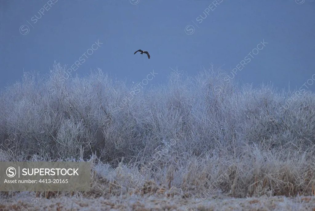 Harrier of the reeds flying over frosted willow-trees France