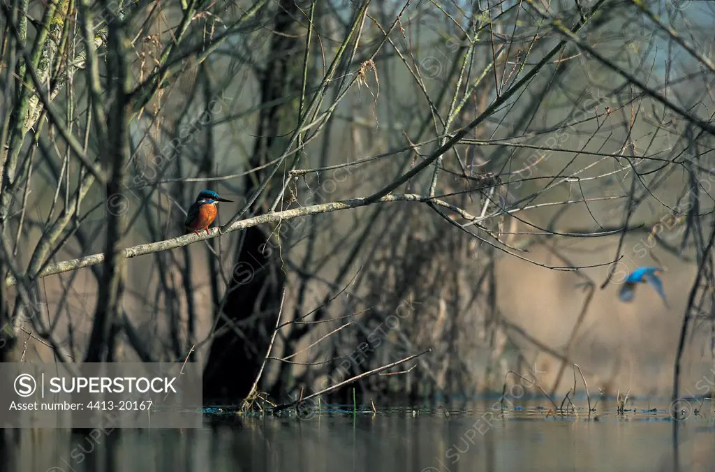 Kingfisher perched on a branch above water in winter France