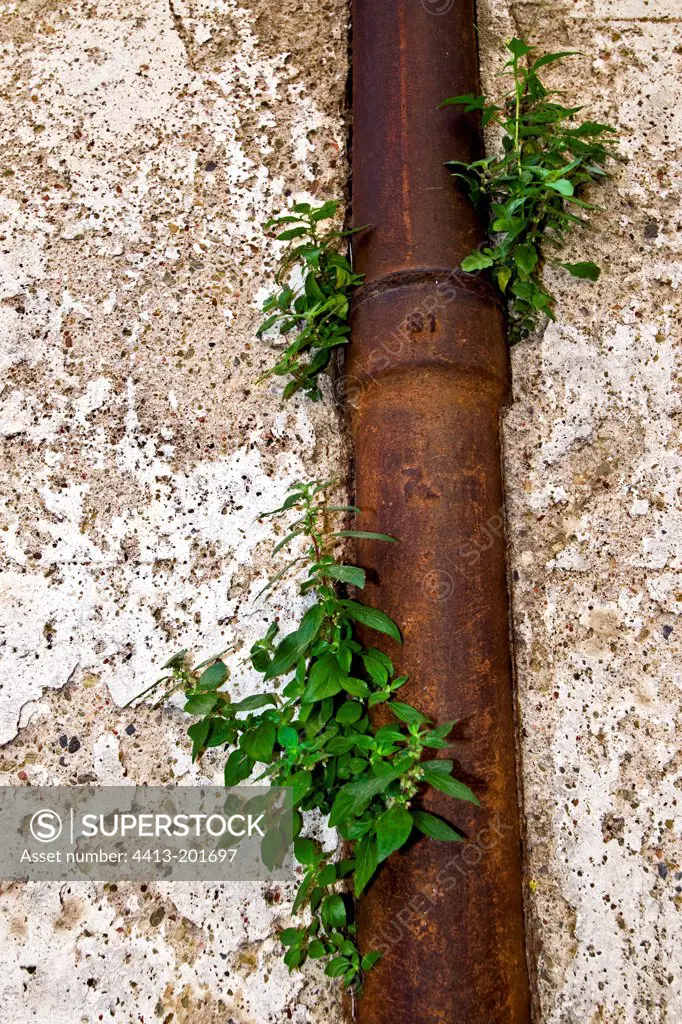 Pellitory-of-the-wall against a drainpipe on an old wall