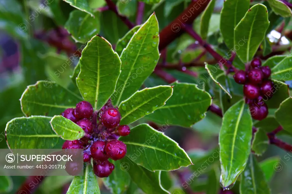 Buckthorn fruits Provence France