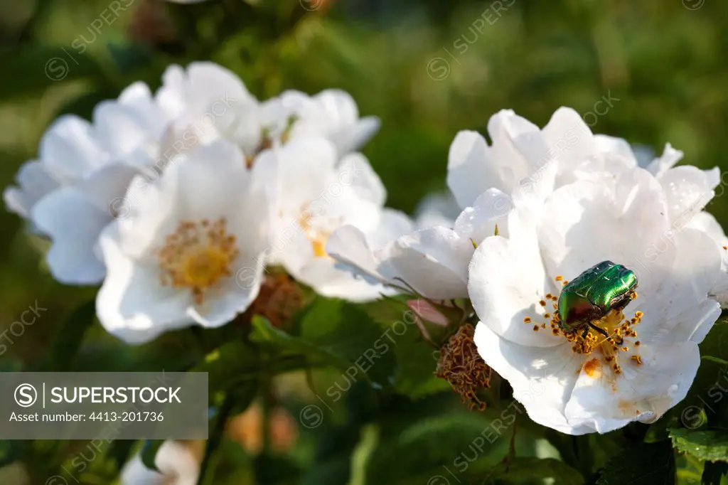Rose Chafer in a White Rose Provence France