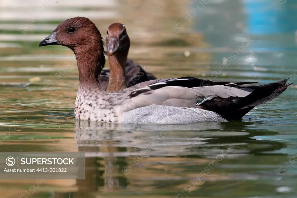 Couple Australian wood duck on water