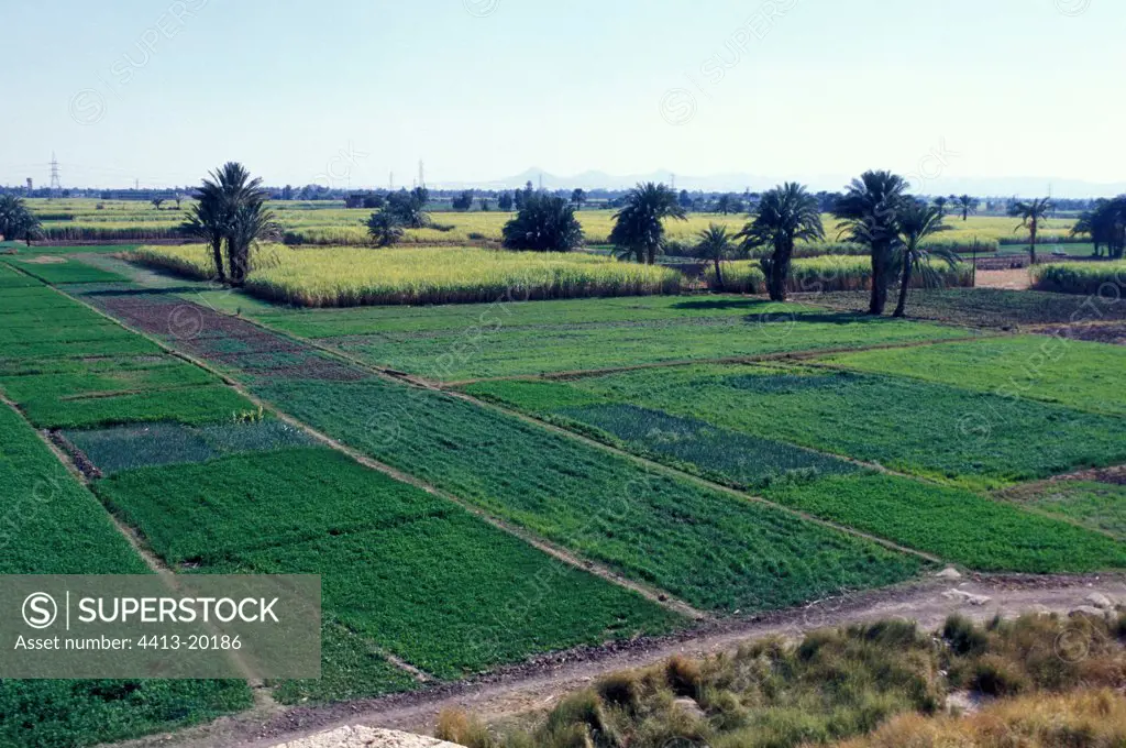 Fields cultivated in edges of the Nile in Egypt
