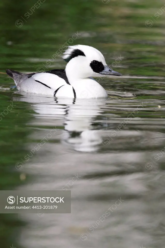 Male Smew on the water
