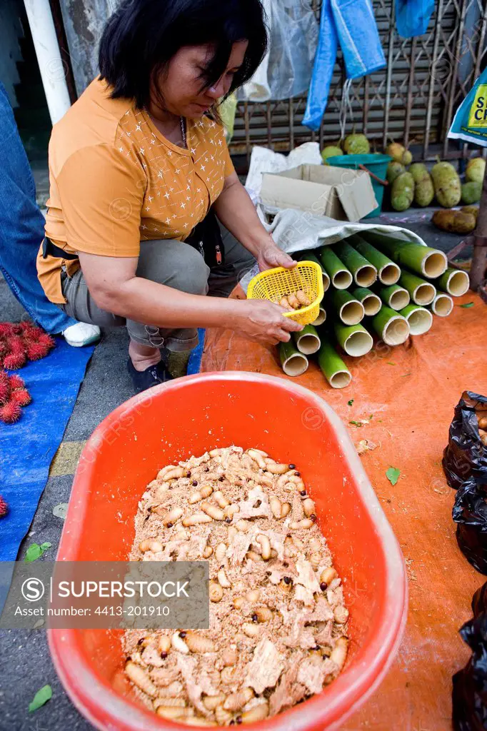 Larvas of Coleoptere on sale in the market of Kuching Borneo