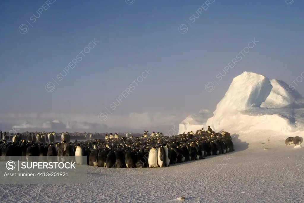 Tortoise of Emperor penguins in the blizzard Adelie Land