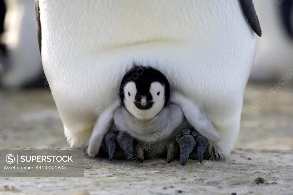 Fledgling of Emperor penguin under a parent Adelie Land
