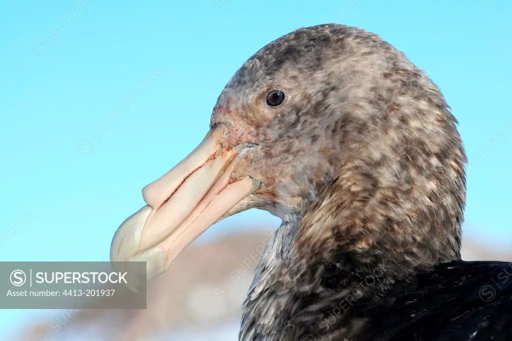 Portrait of southern giant petrel adult Adelie Land