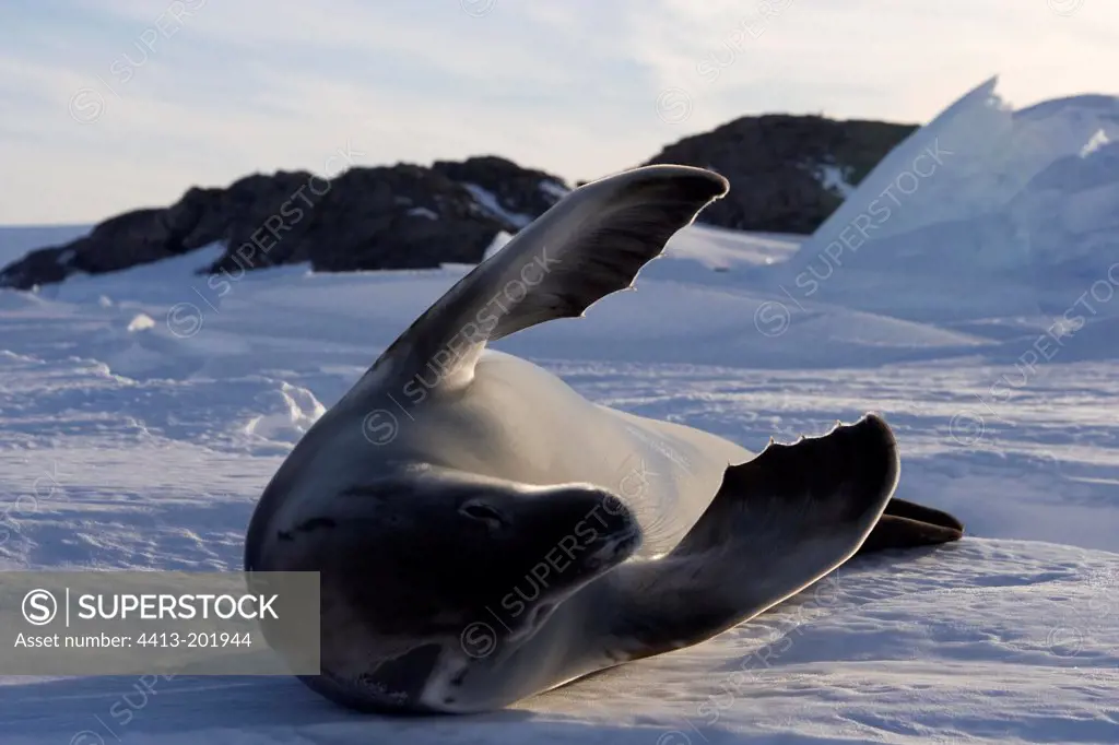Crabeater seal resting on the ice floe Adelie Land