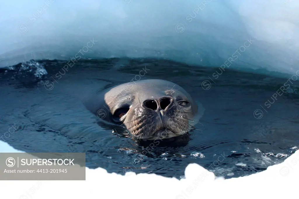 Crabeater seal breathing in water whole Adelie Land