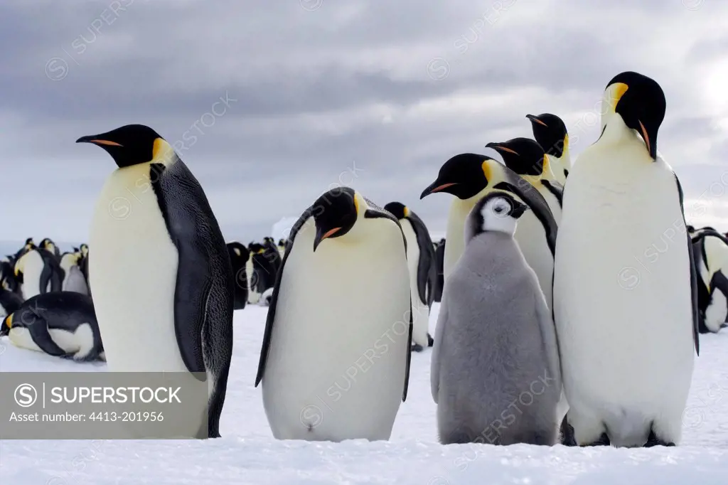Emperor penguins and fledgling Adelie Land