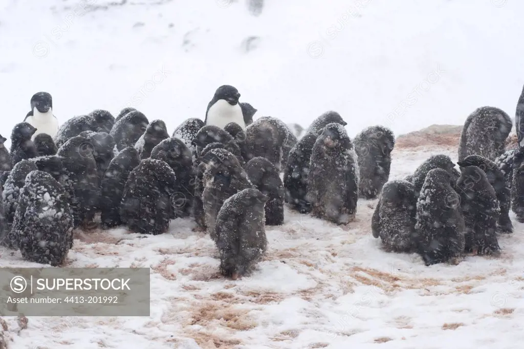 Chill of Adelie penguins fledglings under snow Adelie Land