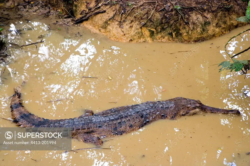 False gavial in muddy waters Sabah Borneo