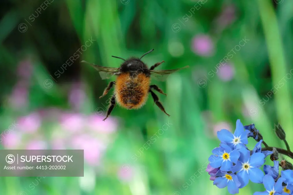 Stealing a female Hornfaced bee before flowers France