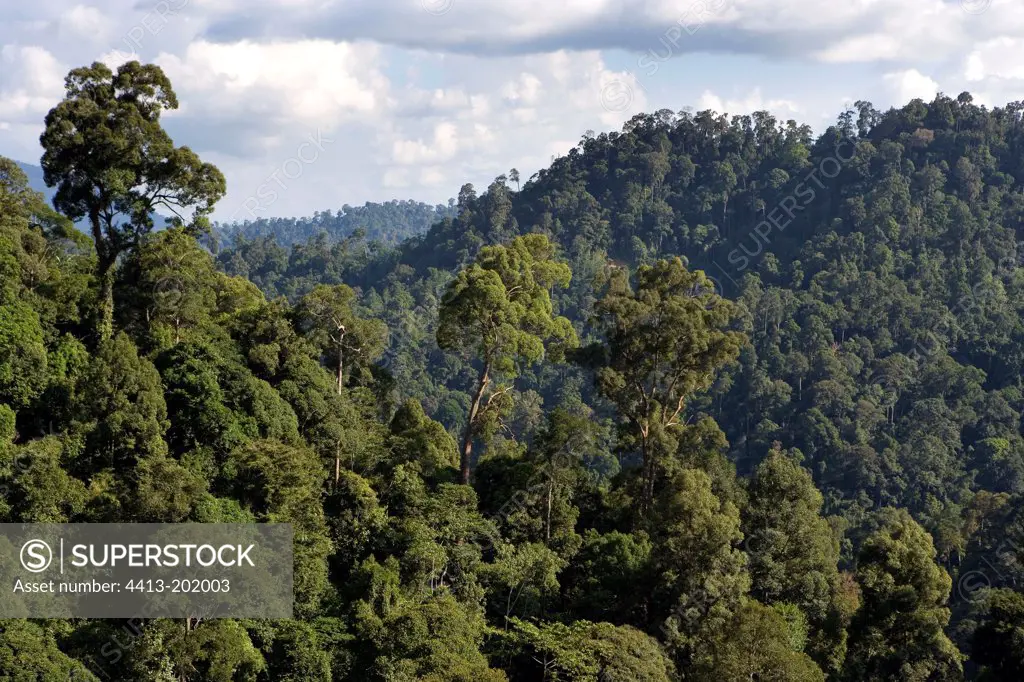 Secondary forest born of a reforestation Sabah Borneo
