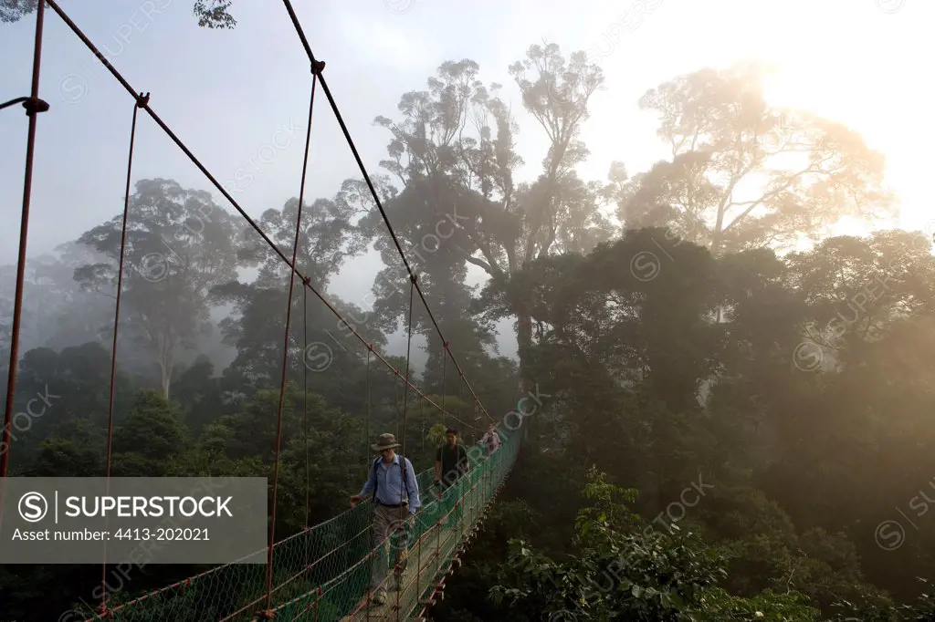 Tourists on a Canopy walkway in tropical forest Borneo