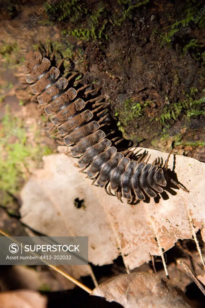 Myriapode walking in undergrowth Borneo