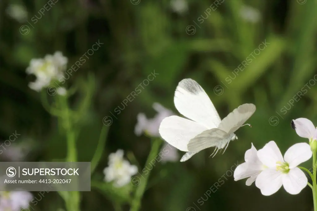 Theft of a Moroccan Orange Tip in the summer time France