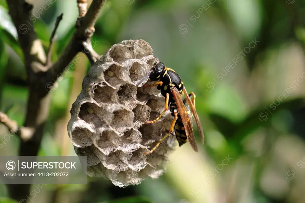 Paper Wasp building its nest honeycombed France