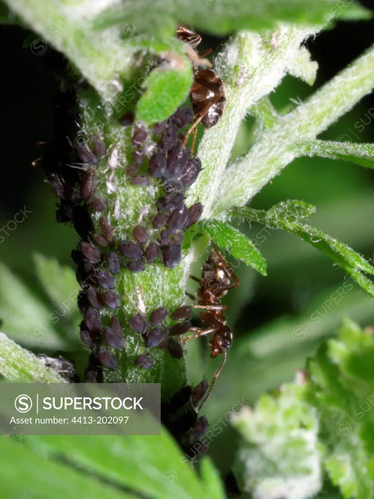 Ants eating aphids on a stalk France
