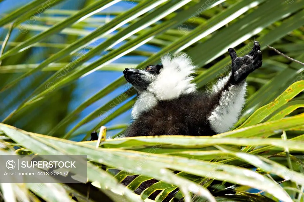 Young Ruffed lemur taking a sunbath after rain Madagascar