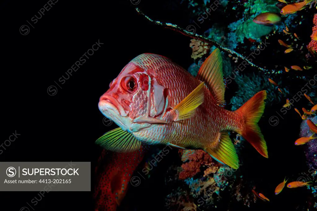 Sabre squirrelfish Red Sea Egypt
