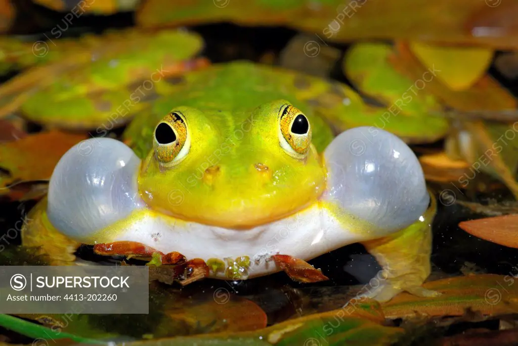 Pool frog singing Bas Rhin France