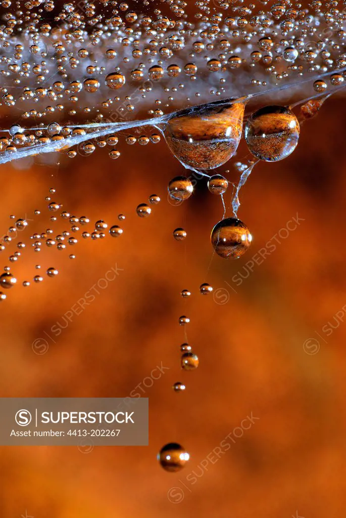 Water drops falling from a cobweb Vosges France