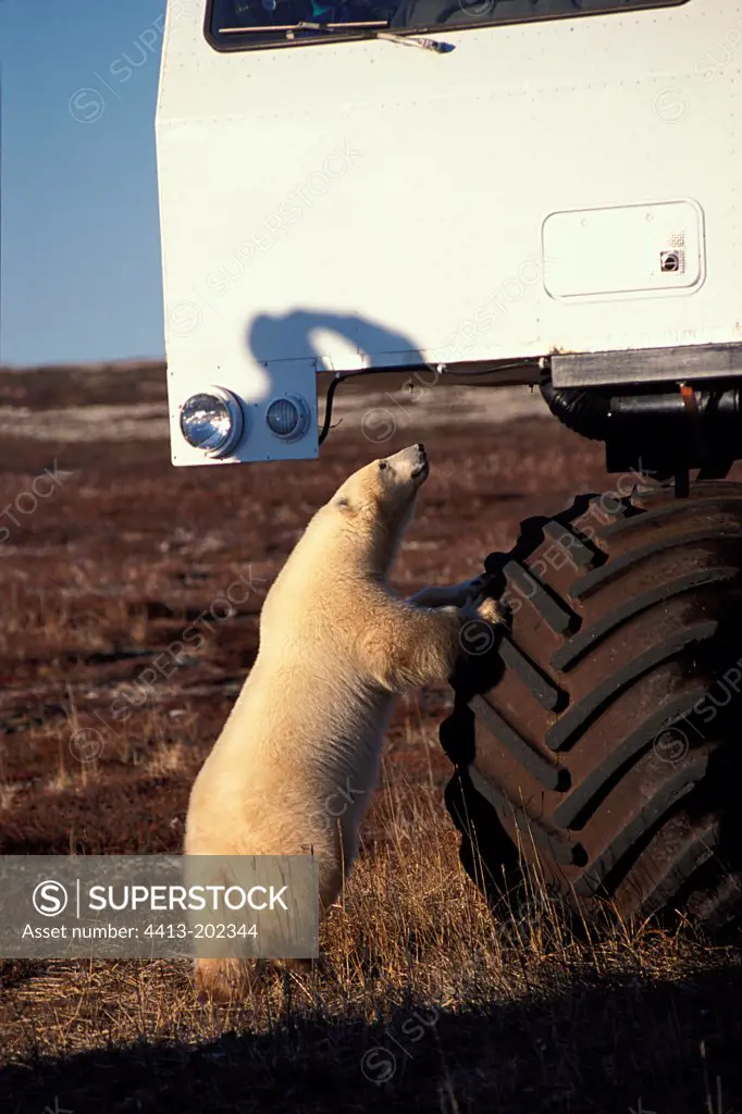 Polar bear and buggy observation Churchill Canada