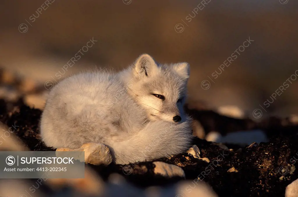 Polar Fox at rest in tundra Churchill Canada