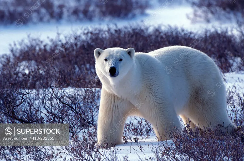 Polar Bear in tundra Churchill Canada