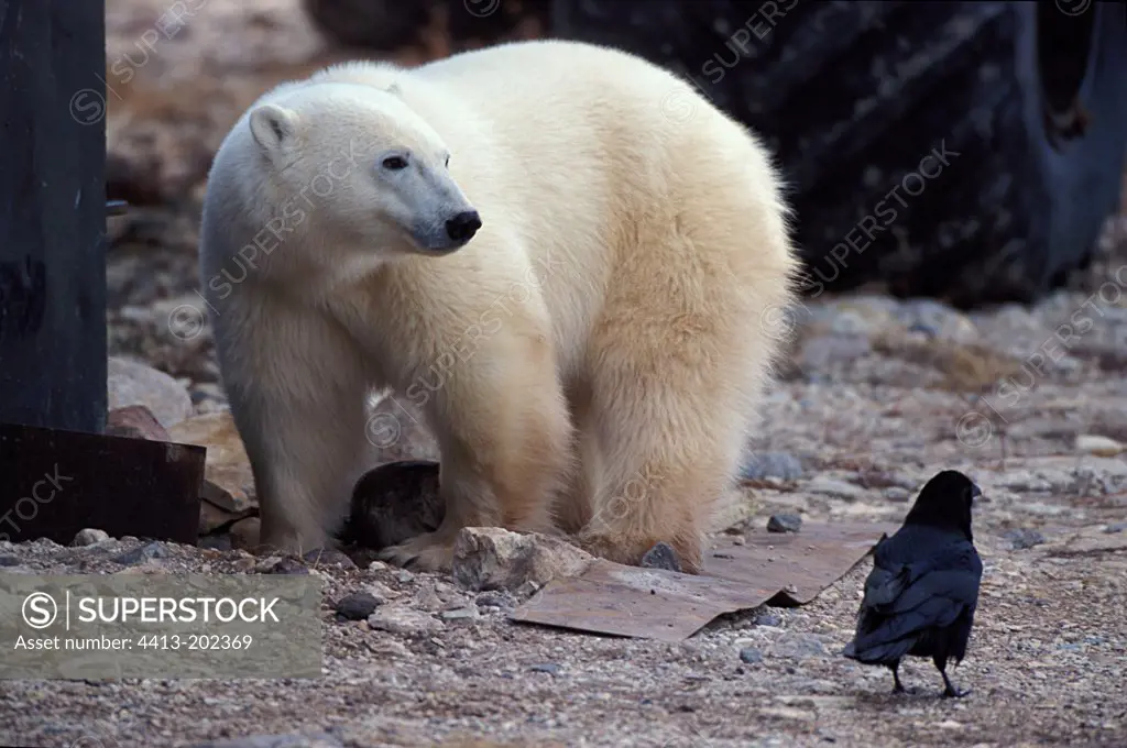 Polar Bear and raven in discharge Churchill Canada