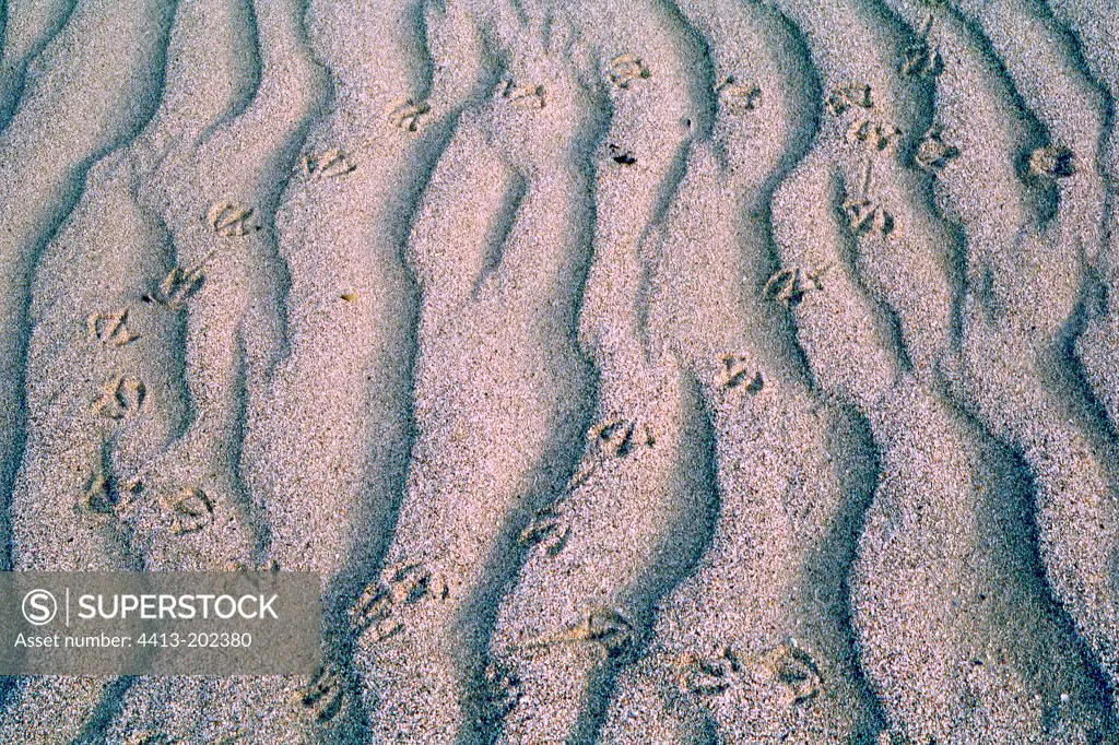 Footprints on the sand Mouettes Norway