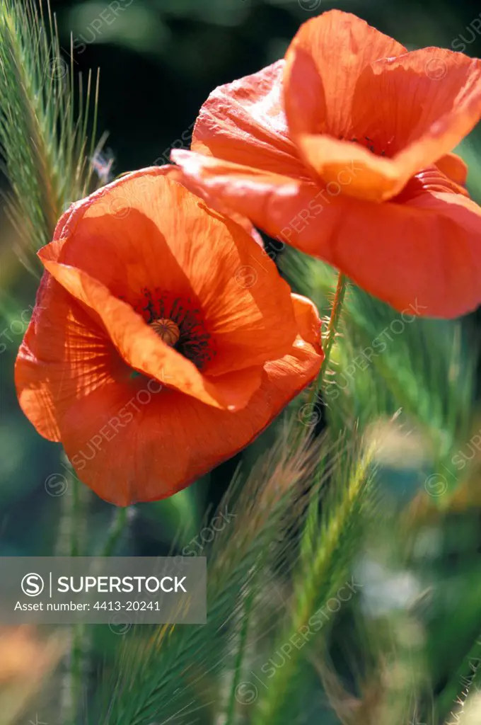 Flowers of Poppy in the Corsica Maquis