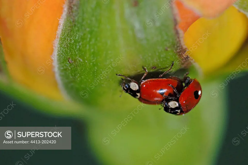 Coupling Twospotted Lady Beetle France